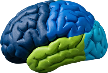 Brain illustration